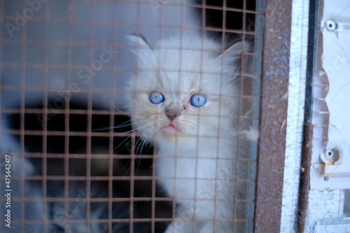 cat in cage