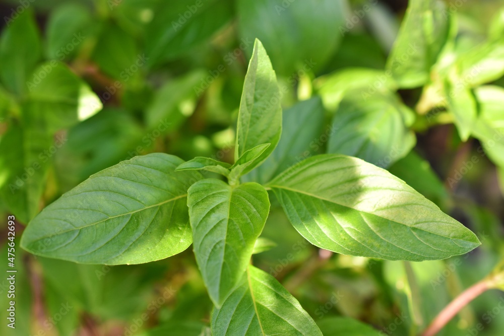 Close-up of basil leaves illuminated by sunlight, medicinal plants. Close-up of basil leaves illuminated by sunlight, medicinal plants.