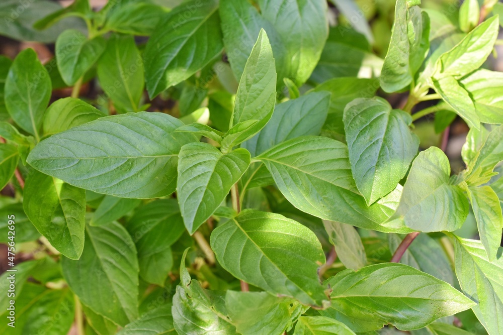 Close-up of basil leaves illuminated by sunlight, medicinal plants. Close-up of basil leaves illuminated by sunlight, medicinal plants.