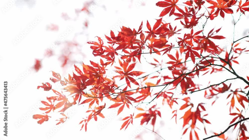 red marple in hangzhou public park in late autumn
red marple in hangzhou public park in late autumn