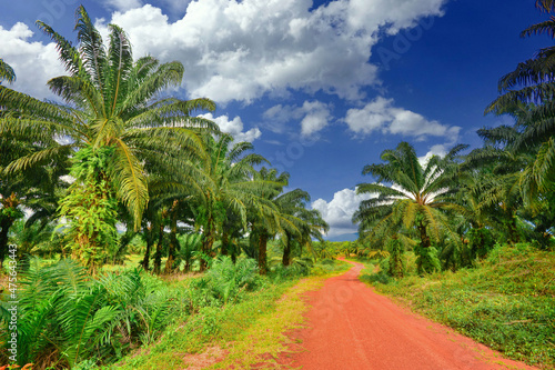 Palm oil Plantations in Cambodia
