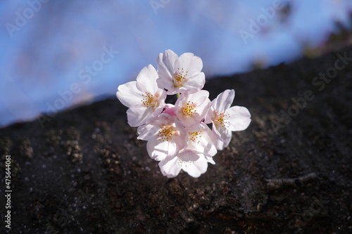 Flower 花 © Hongzhou