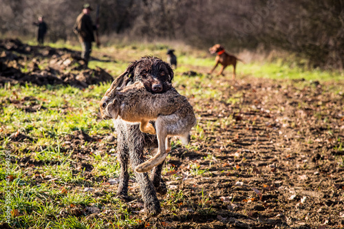 Closeup of a German Drahthaar hunting dog holding a dead rabbit with its mouse running in the mud photo