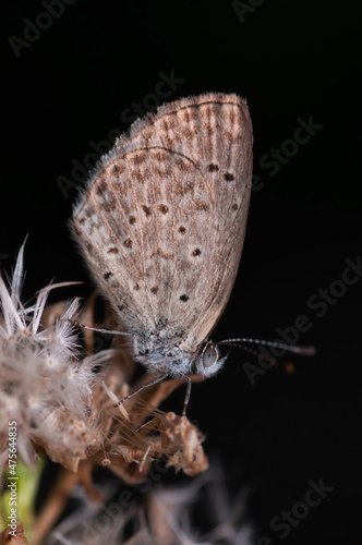 Closeup shot of a butterfly zizula hylax sitting on a flower photo