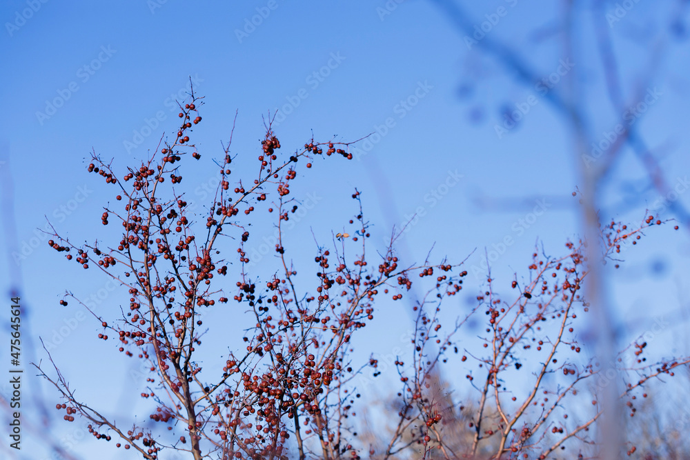 A forest garden of wild apple trees strewn with tiny frozen apples of paradise. Clear winter day. Selective focus. A forest garden of wild apple trees strewn with tiny frozen apples of paradise. Clear winter day. Selective focus.