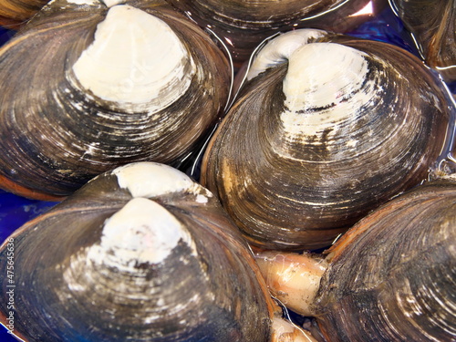 Ibaraki,Japan - December 17, 2021: Closeup of Spisula or Hokkigai or surf clam
 photo