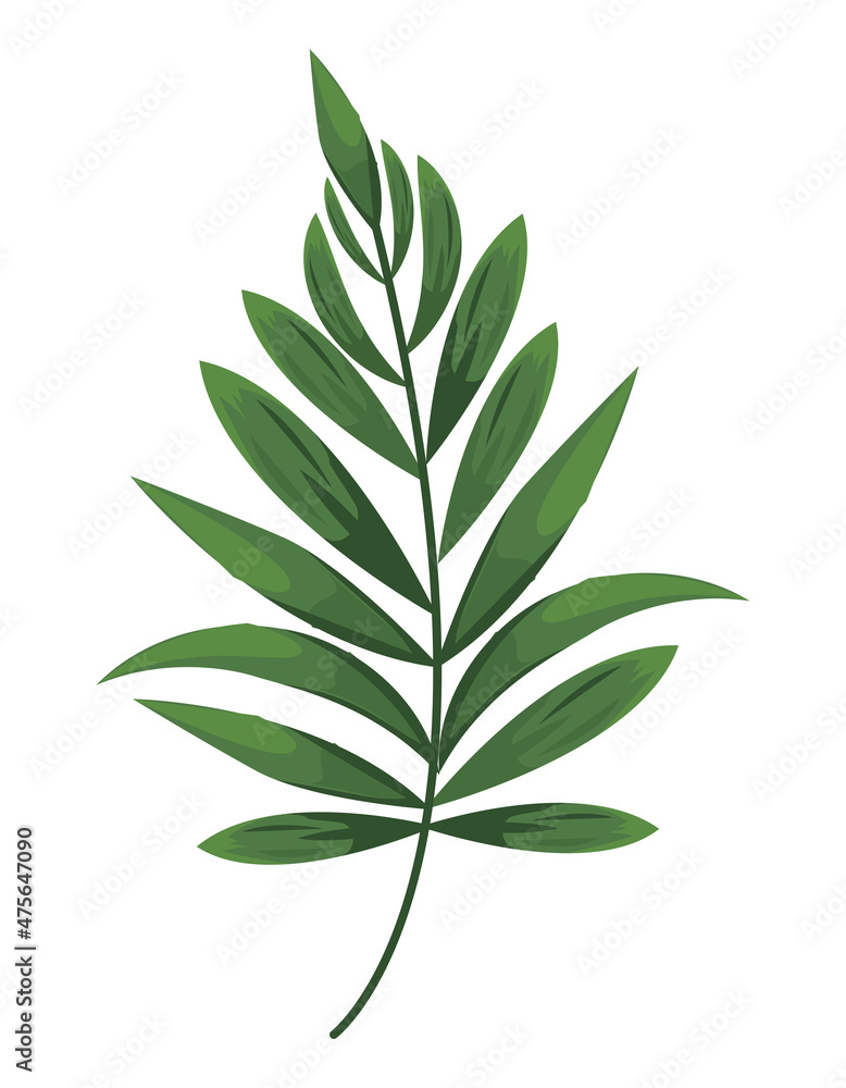 exotics leafs plants exotics leafs plants