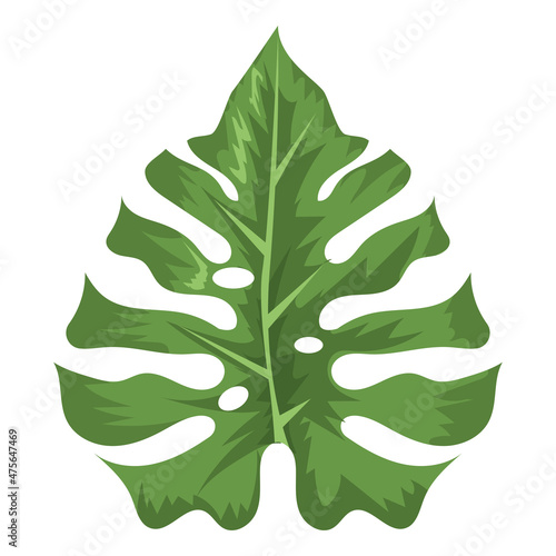 tropical and exotic leaf