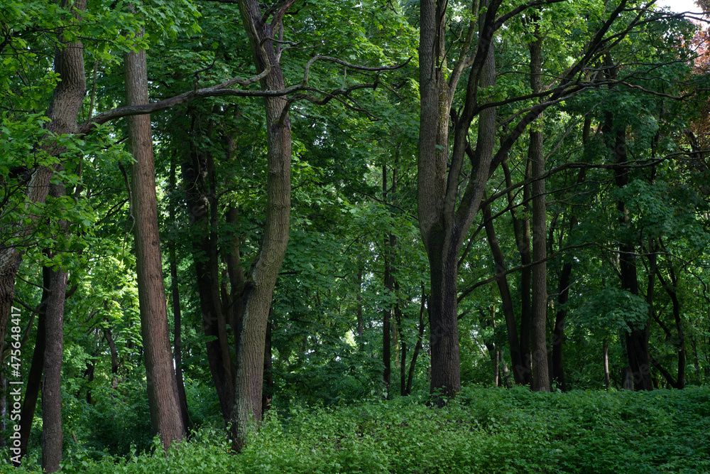 Green deciduous trees in the green park Green deciduous trees in the green park