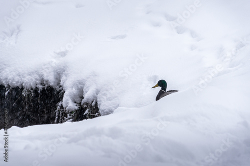 Duck male waits for his girlfriend in the snow