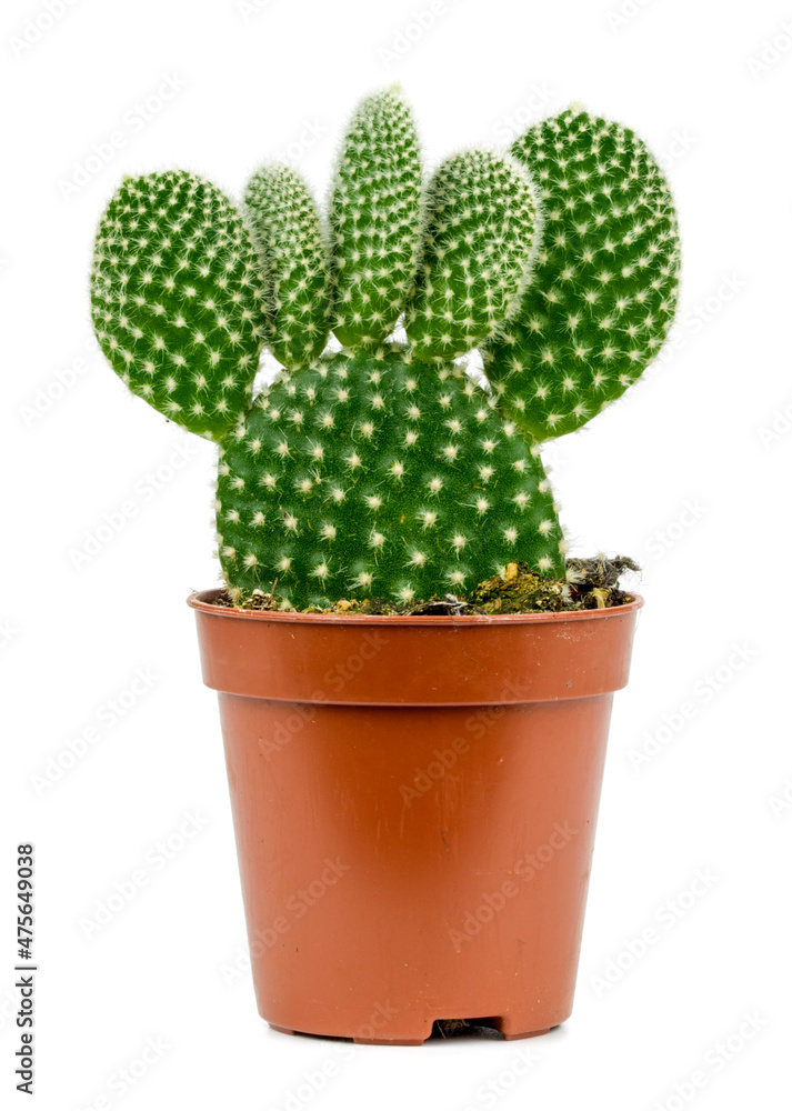 cactus on white background cactus on white background