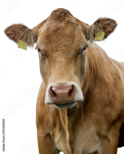cow on a white background isolated!!!