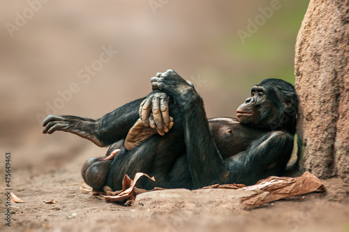 lying west african chimpanzee relaxes