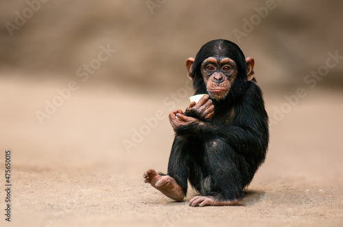 Photographie sitting west african chimpanzee baby relaxes