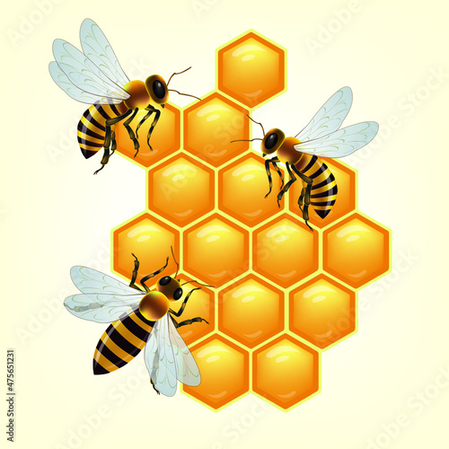 Bee and honeycombs.Illustration vector