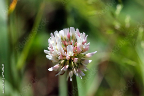 White clover flower blooming on a roadside closeup