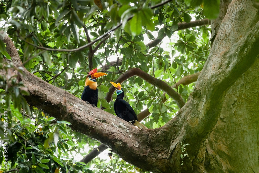 Fototapeta premium Beautiful Sulawesi hornbills, Tangkoko National Park, Indonesia