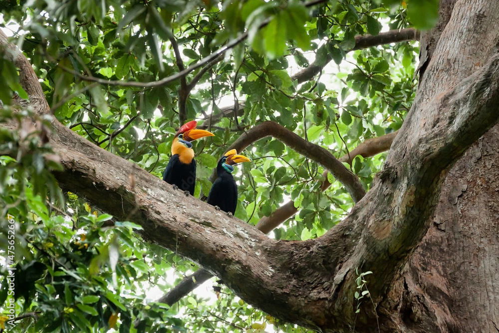 Hornbill couple in the rainforest of Sulawesi island, Indonesia Hornbill couple in the rainforest of Sulawesi island, Indonesia