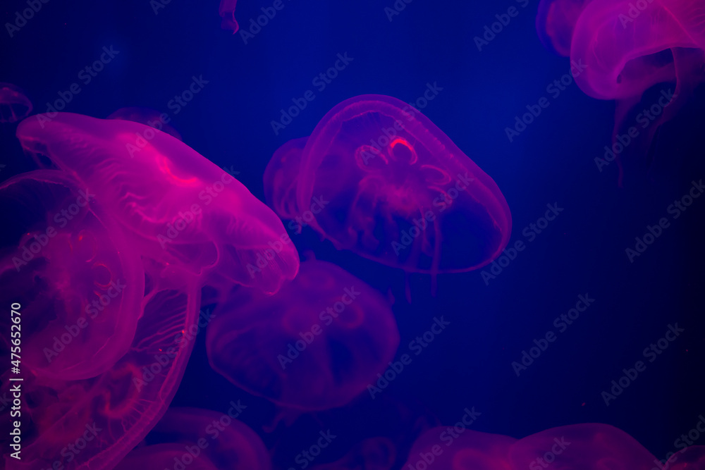 Closeup of Sea Moon jellyfish translucent blue light color and dark background. Closeup of Sea Moon jellyfish translucent blue light color and dark background.
