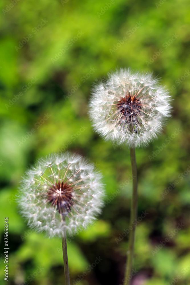 Circular form of the Dandelion puff(puffball) close up image Circular form of the Dandelion puff(puffball) close up image