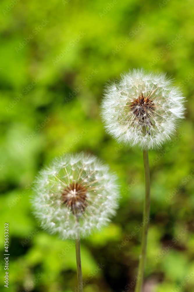 Circular form of the Dandelion puff(puffball) close up image Circular form of the Dandelion puff(puffball) close up image