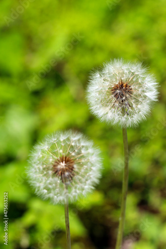 Circular form of the Dandelion puff(puffball) close up image