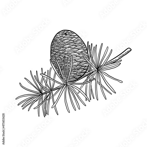 vector drawing cedar tree branch with needles and cone isolated at white background,Cedrus atlantica, hand drawn illustration photo
