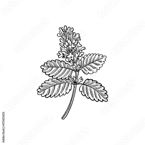 vector drawing plant of lemon balm, Melissa officinalis, wild marjoram isolated at white background, hand drawn illustration