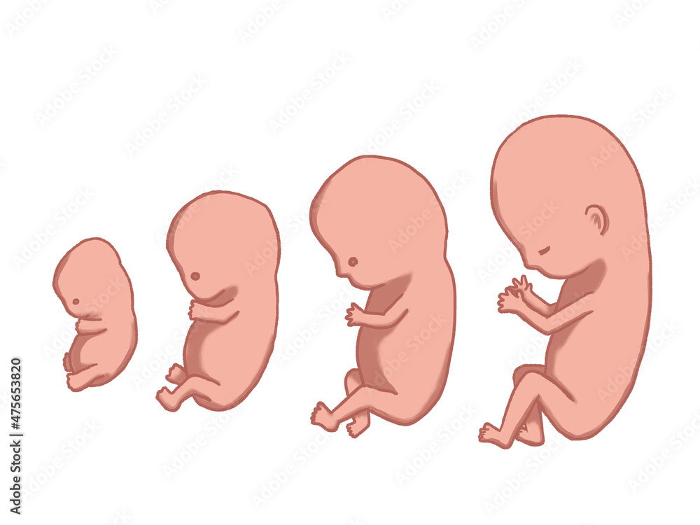 妊娠3か月の胎児の成長過程 Stock Illustration Adobe Stock
