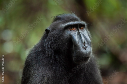 Sad looking Sulawesi crested macaque, Tangkoko National Park, Indonesia