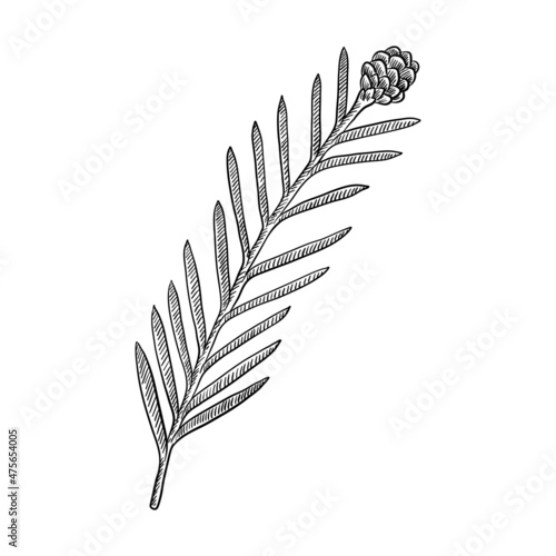 vector drawing branch of redwood, Sequoia sempervirens, isolated at white background, hand drawn illustration