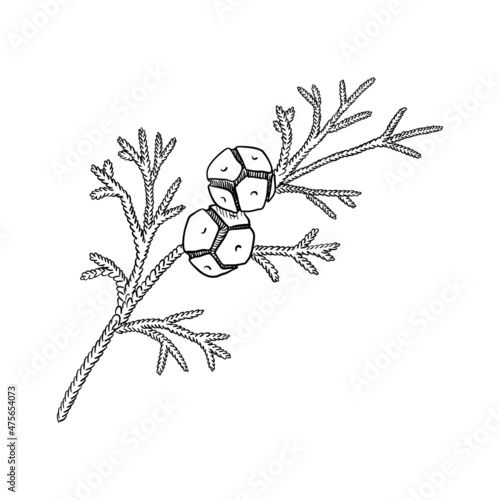 vector drawing branch of hinoki cypress , Chamaecyparis obtusa, isolated at white background, hand drawn illustration photo