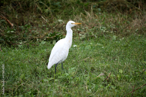 Cattle Egret (Bubulcus ibis) searching for food in nook and corner : (pix SShukla)