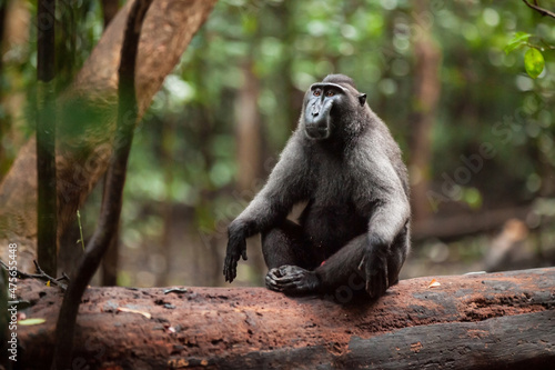 Photography Crested black macaque sitting in zen meditation pose on the dead tree trunk in T