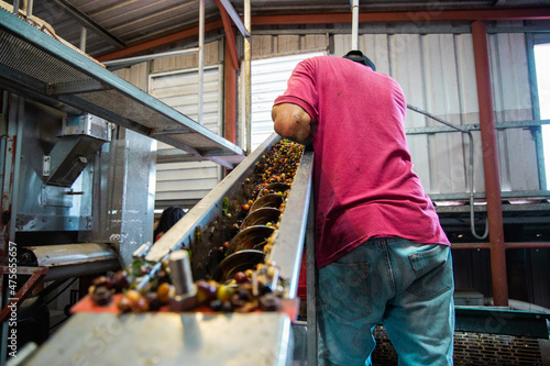 Man processing the coffee beans photo