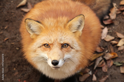 じっとこちらを見るキツネ