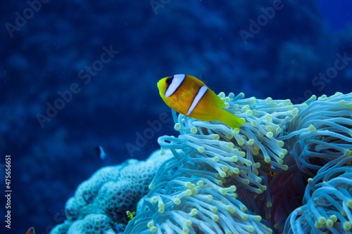 Billede på lærred The underwater life of the Red Sea