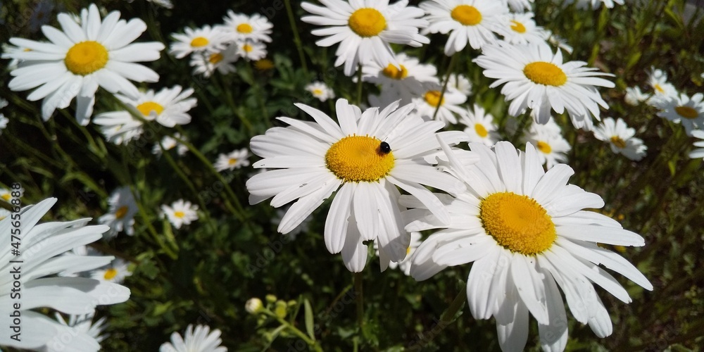Fototapeta premium daisies in a meadow