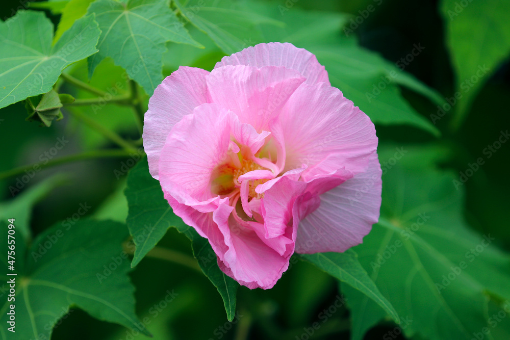 Large pink Large pink
