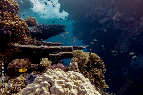 The underwater world of the Red Sea