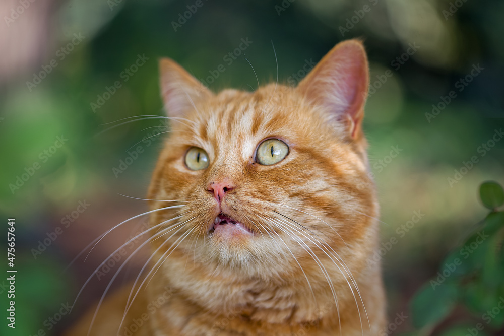 A very beautiful fat ginger cat. Portrait of a street cat in close-up.