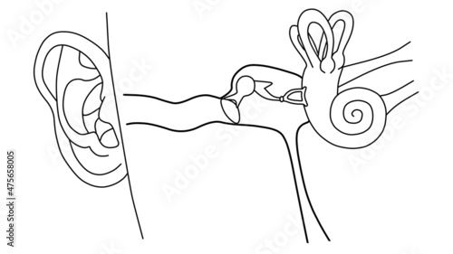 人の耳の中の構造（線画）