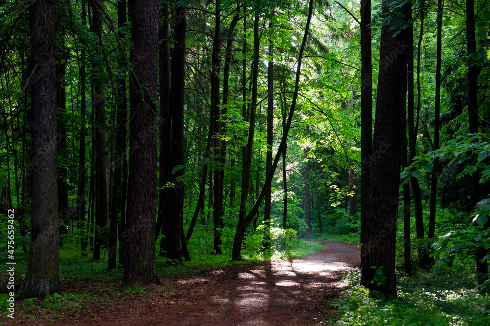 Green mixed forest park with hiking trail, walk in the fresh air Green mixed forest park with hiking trail, walk in the fresh air