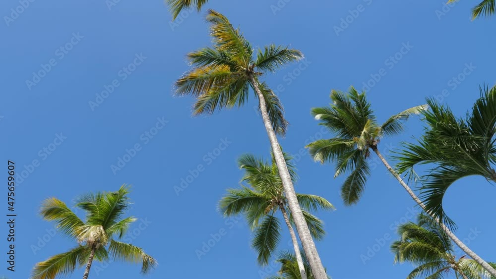 Coconut palm trees on blue sky background. Caribbean nature Coconut palm trees on blue sky background. Caribbean nature