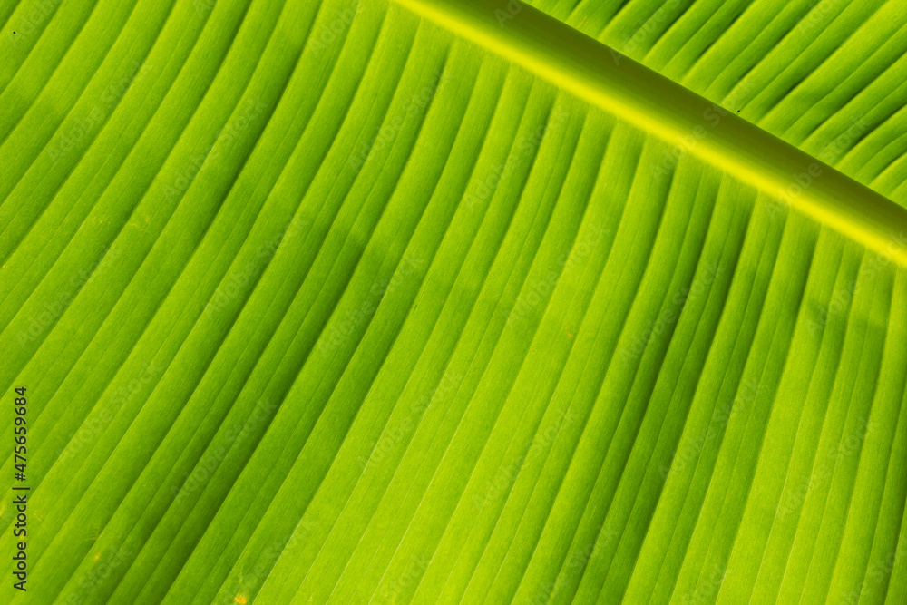 Closeup of banana leaf texture, green leaf background Closeup of banana leaf texture, green leaf background