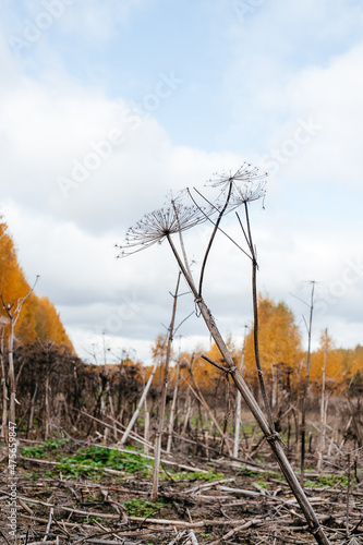 dry inflorescence of hogweed with seeds in the background yellow autumn forest in autumn