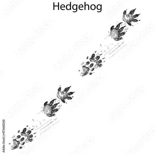 hedgehog steps, footprint, trail. squirrel tracks. Typical footprints