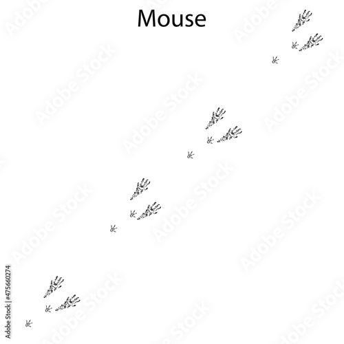 mouse steps, footprint, trail. squirrel tracks. Typical footprints