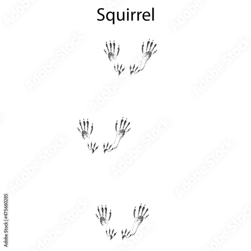 squirrel steps, footprint, trail. squirrel tracks. Typical footprints