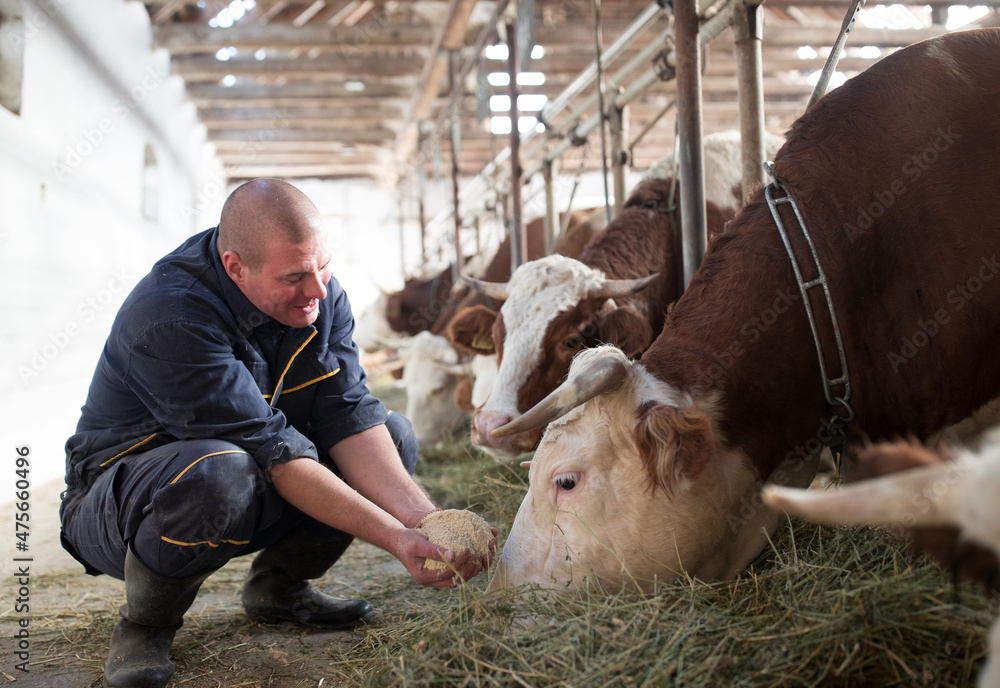 Ταπετσαρία Happy rancher feeding cows in a barn.